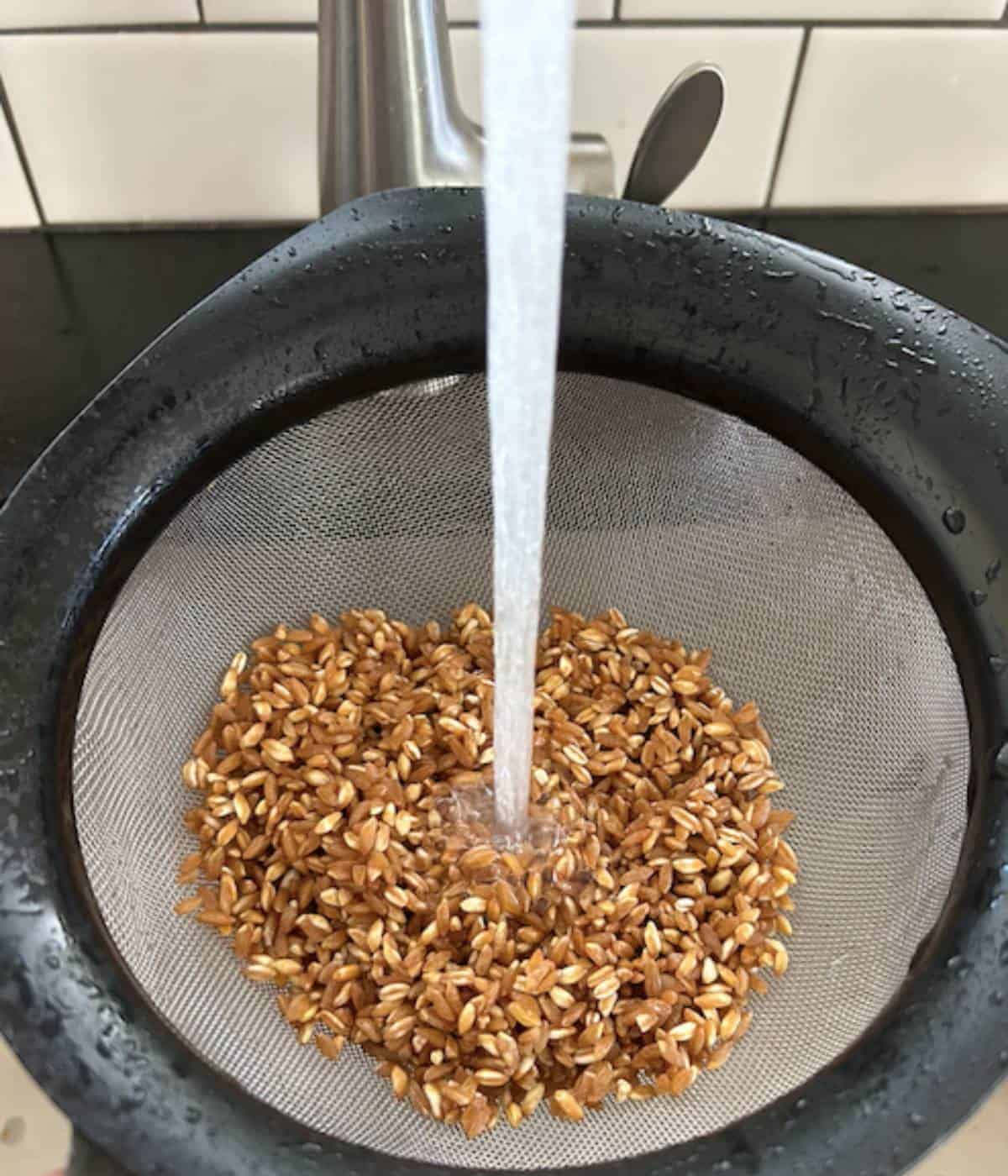 Farro in mesh strainer rinsing with water.