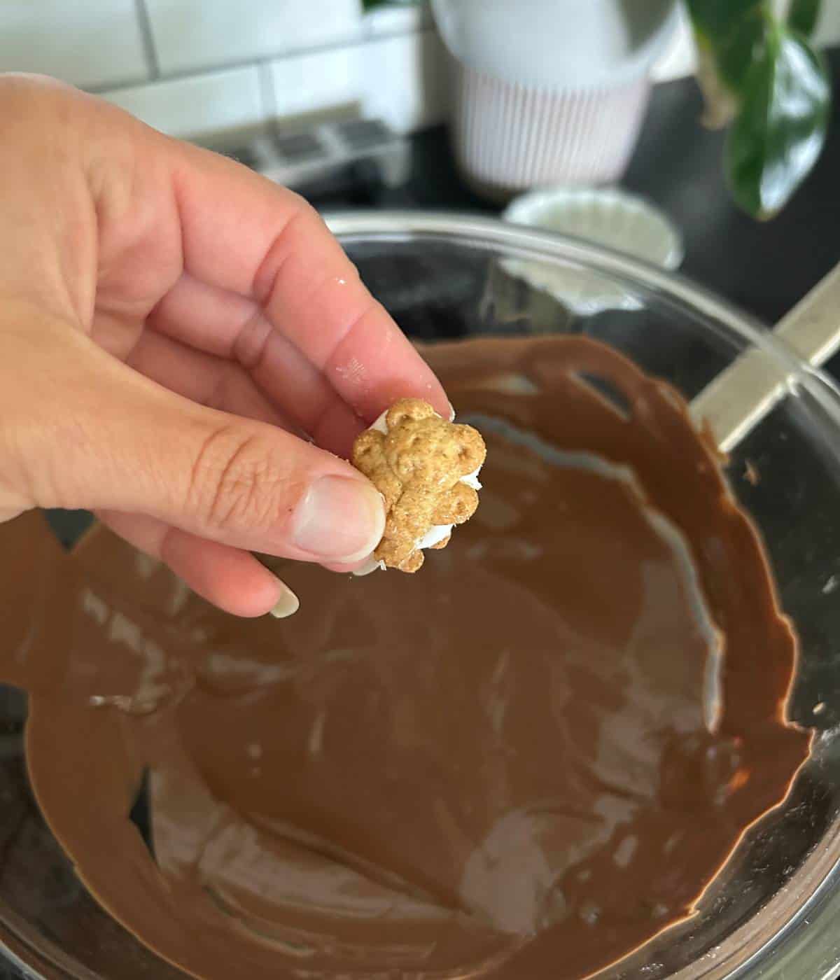 Teddy graham sandwich about to dunk into chocolate.
